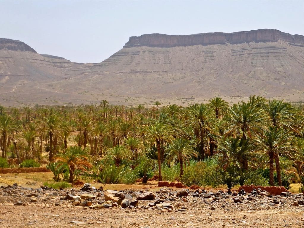 el palmeral marrakech